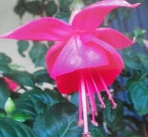 Fuchsie, čílko 'Albi' - Fuchsia hybrida 'Albi'