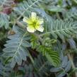 Kotvičník zemní - Tribulus terrestris