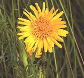 Kozí brada východní - Tragopogon orientalis