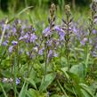 Rozrazil lékařský - Veronica officinalis