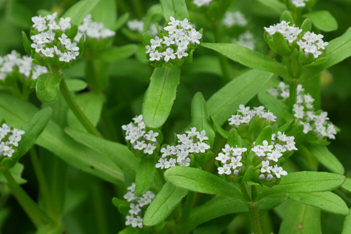 Kozlíček polníček - Valerianella locusta