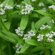 Kozlíček polníček - Valerianella locusta