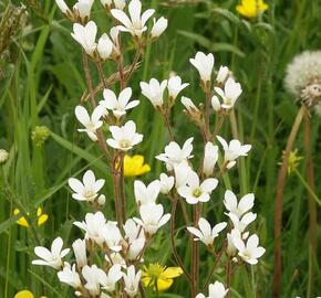 Lomikámen zrnatý - Saxifraga granulata