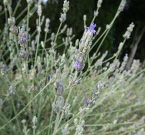 Levandule širokolistá - Lavandula latifolia