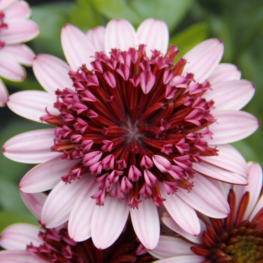 Dvoutvárka 'Erato Double Rose' - Osteospermum ecklonis 'Erato Double Rose'