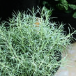 Smil italský 'Silvery White' - Helichrysum italicum 'Silvery White'