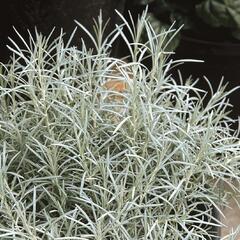 Smil italský 'Silvery White' - Helichrysum italicum 'Silvery White'