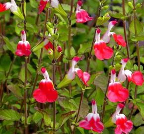 Šalvěj 'Hot Lips' - Salvia greggii 'Hot Lips'