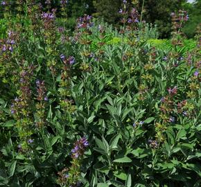 Šalvěj lékařská - Salvia officinalis