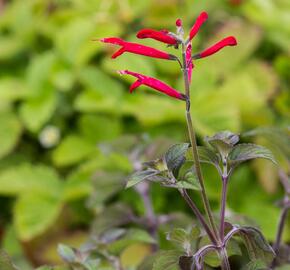 Šalvěj melounová 'Mello' - Salvia elegans 'Mello'