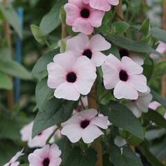 Smatavka, thunbergie křídlatá 'Arizona Pink Beauty' - Thunbergia alata 'Arizona Pink Beauty'