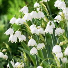 Bledule letní 'Gravetye Giant' - Leucojum aestivum 'Gravetye Giant'