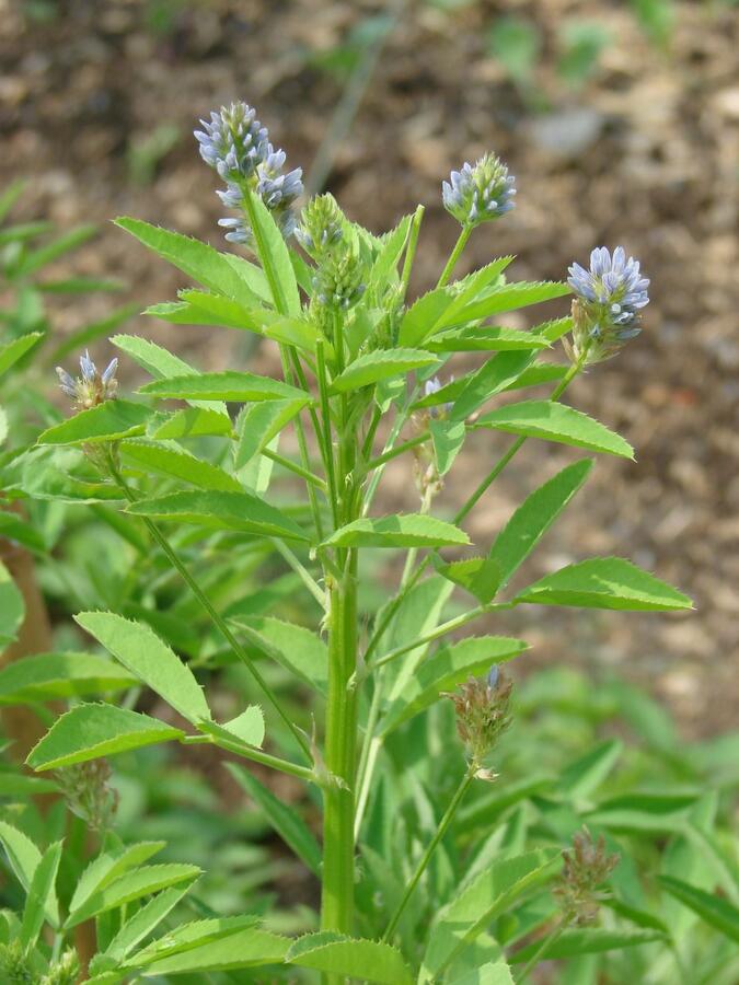 Pískavice modrá - Trigonella caerulea