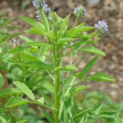 Pískavice modrá - Trigonella caerulea