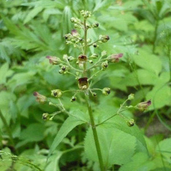 Krtičník hliznatý - Scrophularia nodosa