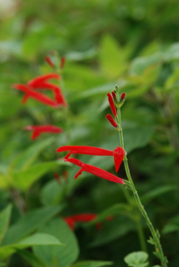 Šalvěj 'Honigmelonensalbei' - Salvia elegans 'Honigmelonensalbei'