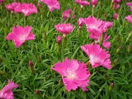 Hvozdík zakrslý 'Kahori Pink' - Dianthus caryophyllus 'Kahori Pink'