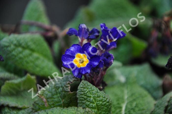 Prvosenka tommasinii - Primula tommasinii