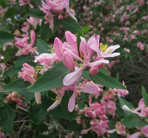 Zimolez tatarský 'Rosea' - Lonicera tatarica 'Rosea'