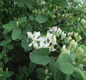 Zimolez tatarský - Lonicera tatarica