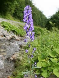 Oměj šalamounek - Aconitum plicatum