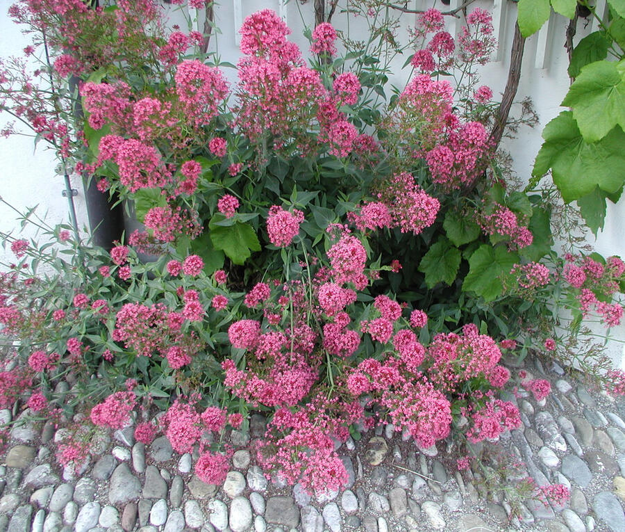 Mavuň 'Rosenrot' - Centranthus ruber var. coccineus 'Rosenrot'