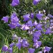 Zvonek broskvolistý 'Grandiflora' - Campanula persicifolia 'Grandiflora'