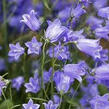 Zvonek lžičkolistý 'Bavaria Blue' - Campanula cochleariifolia 'Bavaria Blue'