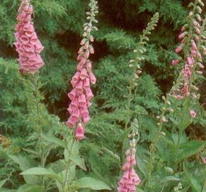 Náprstník červený - Digitalis purpurea