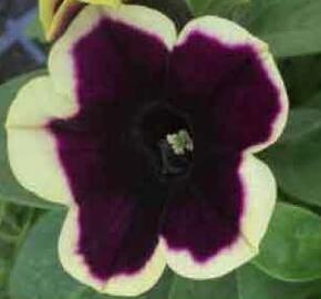 Petúnie 'Famous Dark Purple Picotee' - Petunia hybrida 'Famous Dark Purple Picotee'