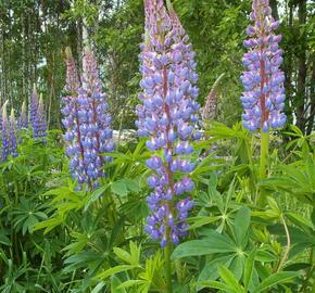 Lupina mnoholistá - Lupinus polyphyllus