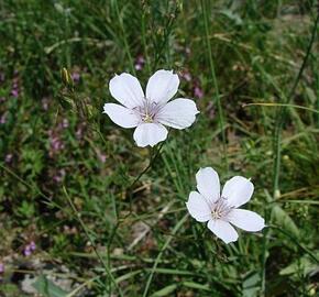 Len tenkolistý - Linum tenuifolium