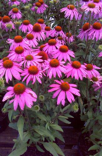 Třapatkovka nachová 'Verbesserte Leuchtstern' - Echinacea purpurea 'Verbesserte Leuchtstern'