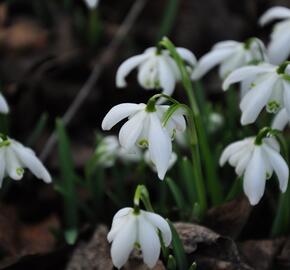 Sněženka podsněžník 'Flore Pleno' - Galanthus nivalis 'Flore Pleno'