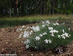 Hvozdík písečný český - Dianthus arenarius subsp. bohemicus