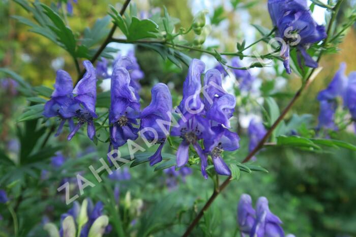 Oměj pestrý - Aconitum variegatum