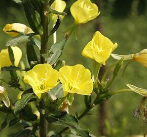 Pupalka dvouletá - Oenothera biennis