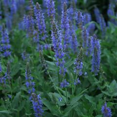 Šalvěj hajní 'Blauhügel' - Salvia nemorosa 'Blauhügel'