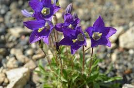 Zvonek lomikamenový - Campanula saxifraga