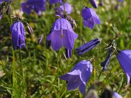 Zvonek český - Campanula bohemica