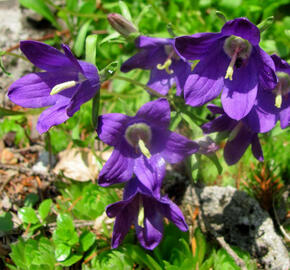 Zvonek chudobkolistý - Campanula bellidifolia