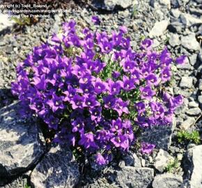 Zvonek aucherův - Campanula aucheri