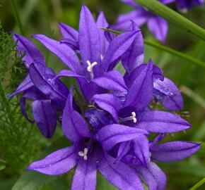 Zvonek klubkatý - Campanula glomerata