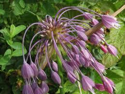 Česnek kýlnatý - Allium carinatum