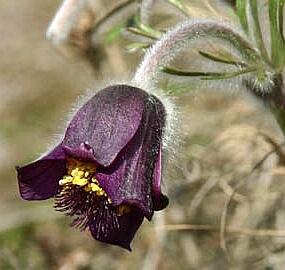 Koniklec jižní - Pulsatilla australis