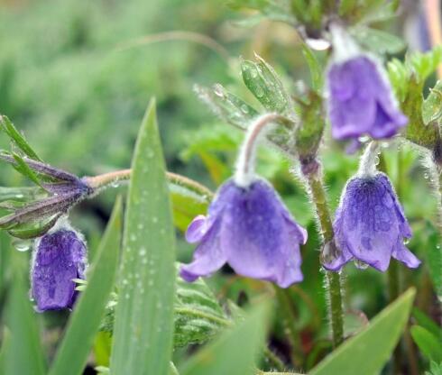 Koniklec - Pulsatilla campanella