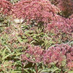 Sadec skvrnitý 'Atropurpureum' - Eupatorium maculatum 'Atropurpureum'