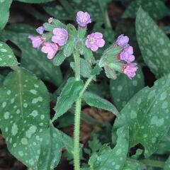 Plicník lékařský - Pulmonaria officinalis