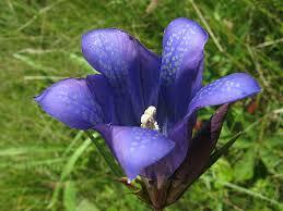 Hořec hořepník - Gentiana pneumonanthe