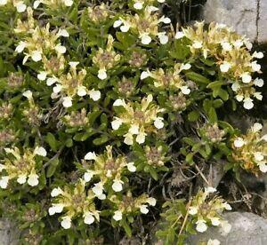 Ožanka horská - Teucrium montanum